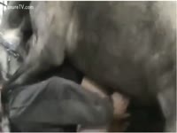 Beastiality Video - Horny fellow receives pounded by a nasty horse